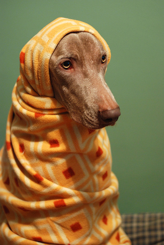 khayk ya alml7fa chabiba sertk